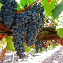 Удивительные свойства винограда